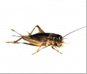 bug_icon_cricket