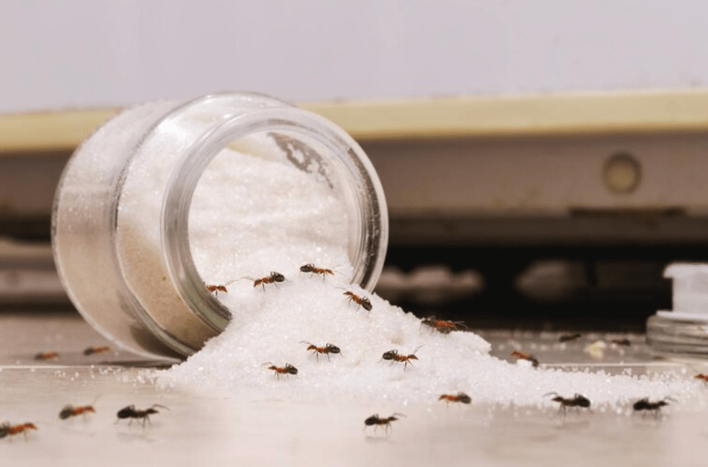 Sugar ants swarming a mound of spilled white sugar next to a tipped glass jar on a kitchen floor