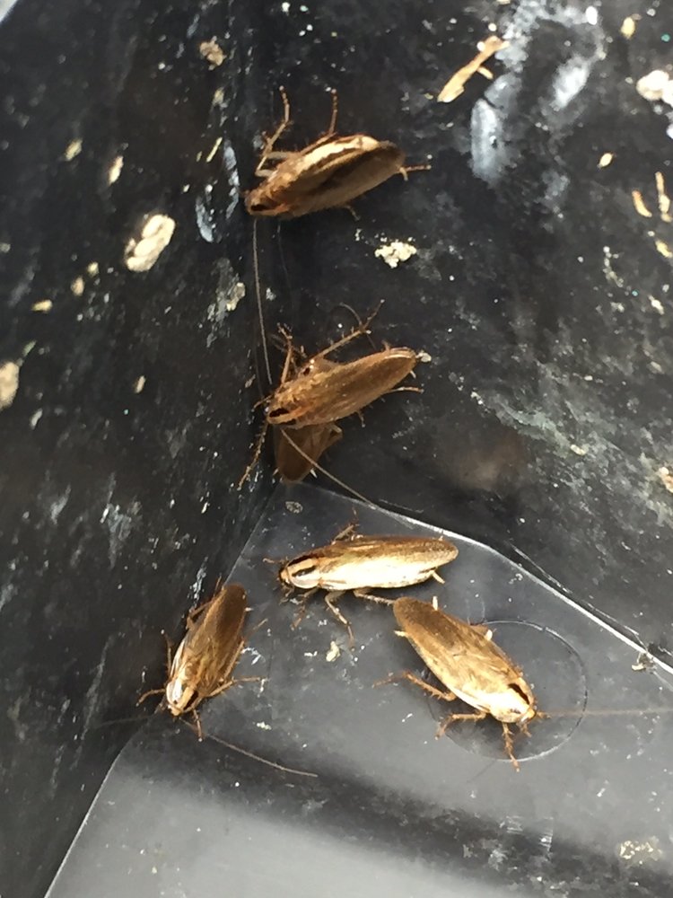 Several German cockroaches, tan with two dark stripes behind the head, clustered in a dark harborage
