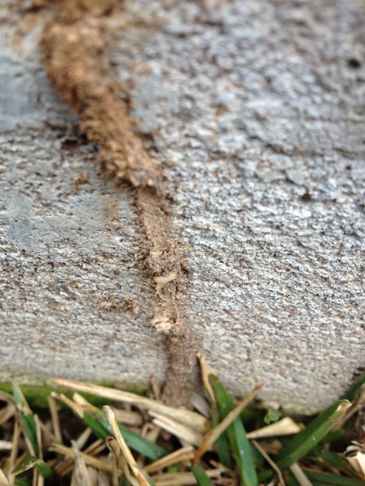 A subterranean termite mud tube on a concrete foundation, broken open to show live cream-colored termites inside